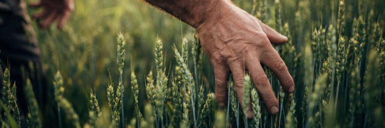 Illustratie boer in veld