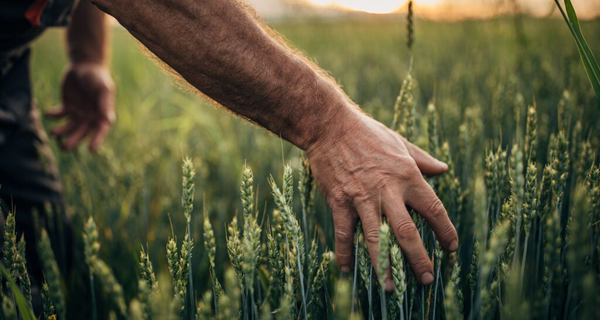 illustratieve foto overlijden-hand-boer-in-veld