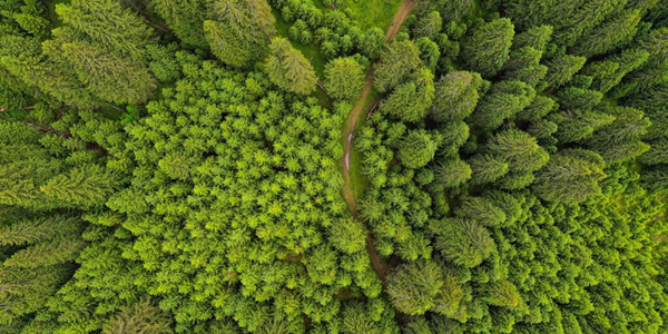illustratie naaldbos van boven